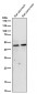 Anti-MyoD Rabbit Monoclonal Antibody